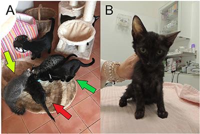 Case Report: Human Recombinant Growth Hormone Therapy in a DSH Cat Presented With Dwarfism